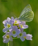 Green Veined White 230510_2